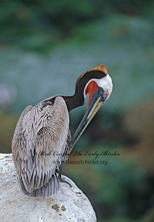 Pelecanus occidentalis  BROWN PELICAN 107316z