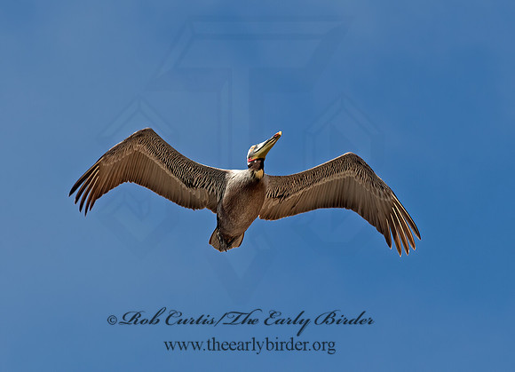 Pelecanus occidentalis  BROWN PELICAN 9056012z