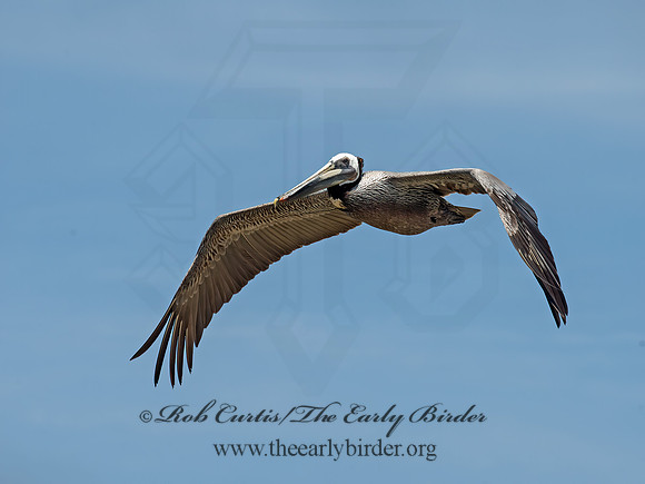 Pelecanus occidentalis  BROWN PELICAN 9055738z