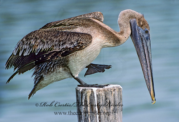 Pelecanus occidentalis  BROWN PELICAN 12307z