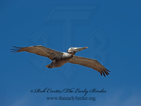 Pelecanus occidentalis  BROWN PELICAN 9056004z