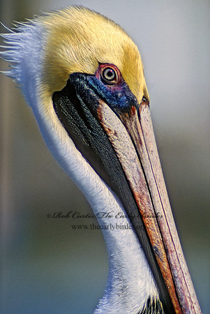 Pelecanus occidentalis  BROWN PELICAN 12135z