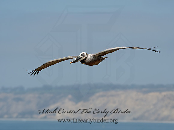Pelecanus occidentalis  BROWN PELICAN 9055735z