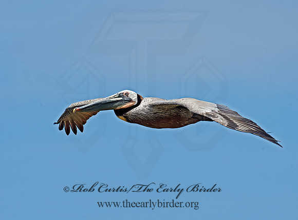 Pelecanus occidentalis  BROWN PELICAN 9055727z