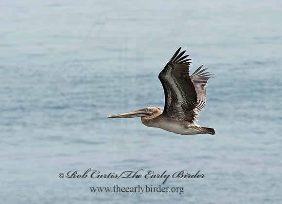 Pelecanus occidentalis  BROWN PELICAN 9055676z