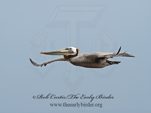 Pelecanus occidentalis  BROWN PELICAN 9055586z