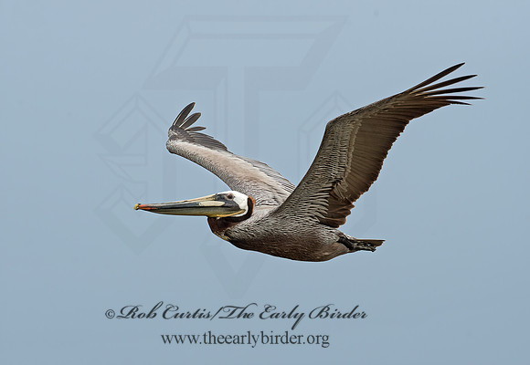 Pelecanus occidentalis  BROWN PELICAN 9055585z