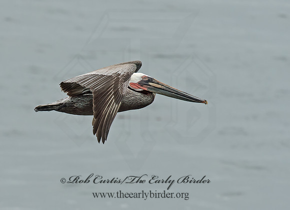 Pelecanus occidentalis  BROWN PELICAN 9055568z