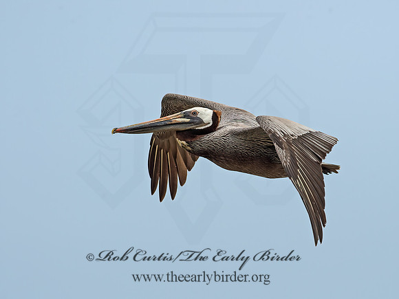 Pelecanus occidentalis  BROWN PELICAN 9055570z