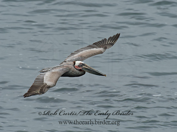 Pelecanus occidentalis  BROWN PELICAN 9055567z