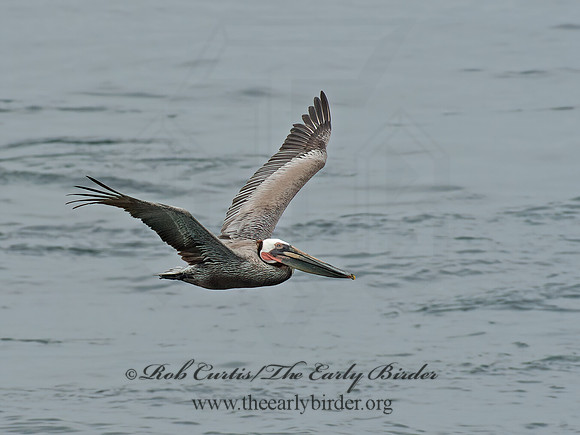 Pelecanus occidentalis  BROWN PELICAN 9055564z