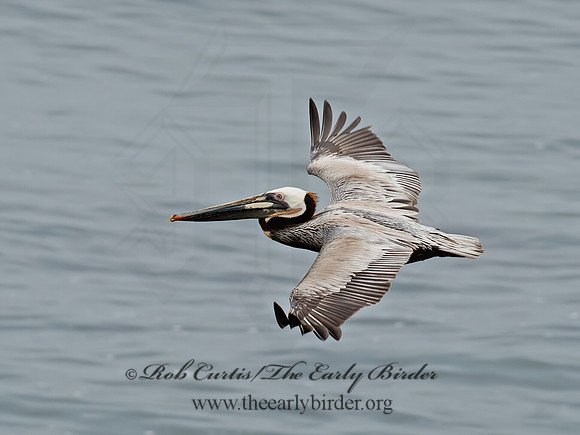 Pelecanus occidentalis  BROWN PELICAN 9055553z