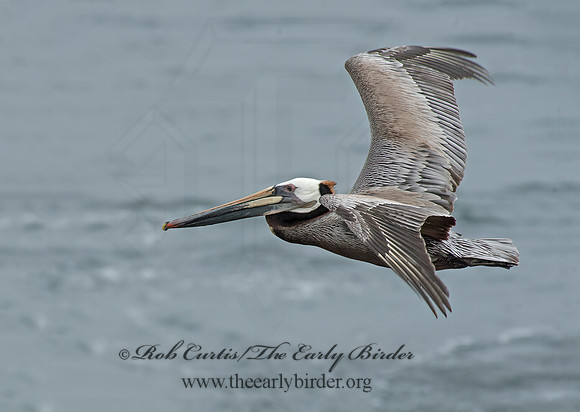 Pelecanus occidentalis  BROWN PELICAN 9055561z