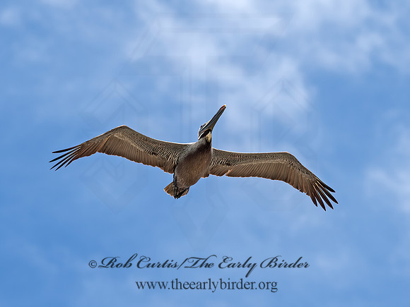 Pelecanus occidentalis  BROWN PELICAN 9055363z