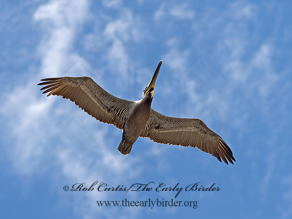 Pelecanus occidentalis  BROWN PELICAN 9055374z