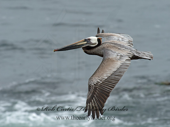 Pelecanus occidentalis  BROWN PELICAN 9055560z