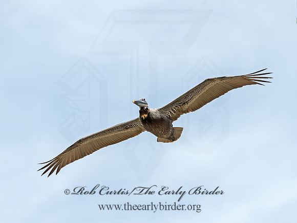 Pelecanus occidentalis  BROWN PELICAN 9055362z