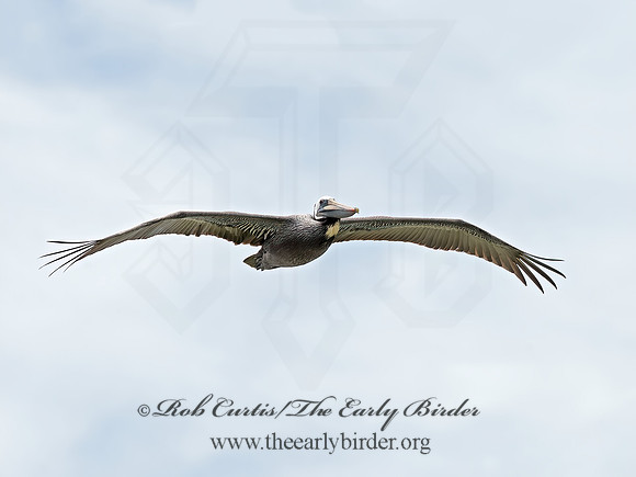 Pelecanus occidentalis  BROWN PELICAN 9055357z