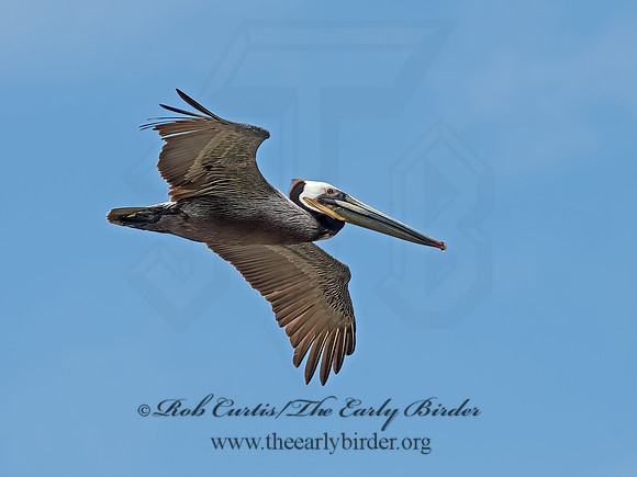 Pelecanus occidentalis  BROWN PELICAN 9055346z