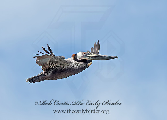Pelecanus occidentalis  BROWN PELICAN 9055342z