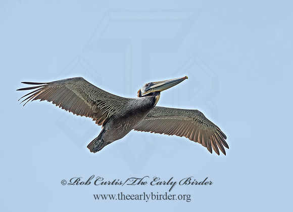 Pelecanus occidentalis  BROWN PELICAN 9055351z