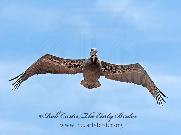 Pelecanus occidentalis  BROWN PELICAN 8036331z