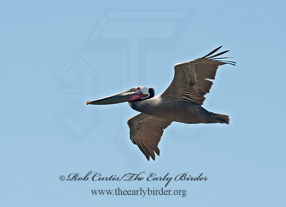 Pelecanus occidentalis  BROWN PELICAN 8036252z