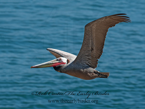 Pelecanus occidentalis  BROWN PELICAN 8036220z