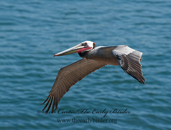 Pelecanus occidentalis  BROWN PELICAN 8036219z