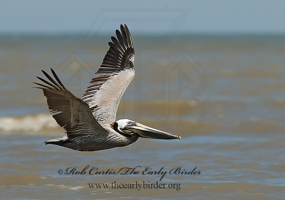 Pelecanus occidentalis  BROWN PELICAN 7003939z