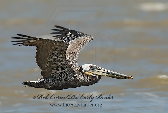 Pelecanus occidentalis  BROWN PELICAN 7003937z