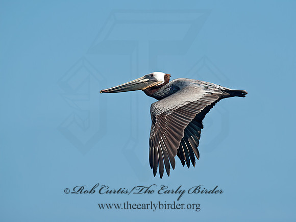 Pelecanus occidentalis  BROWN PELICAN 8036177z