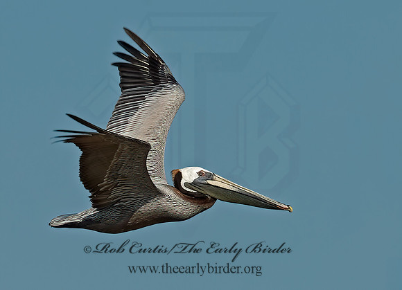 Pelecanus occidentalis  BROWN PELICAN 7003647z