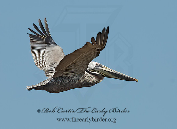 Pelecanus occidentalis  BROWN PELICAN 7003622z