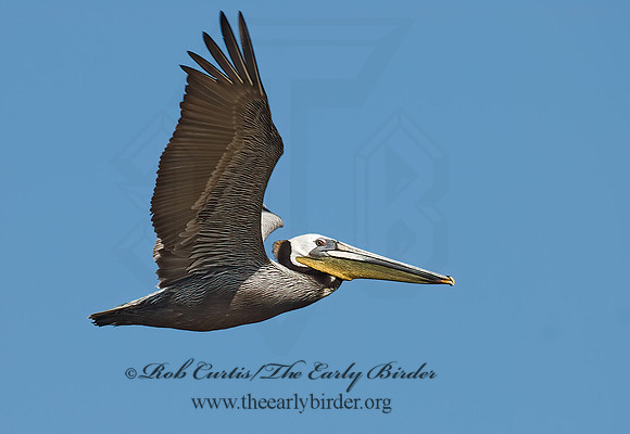 Pelecanus occidentalis  BROWN PELICAN 7003612z