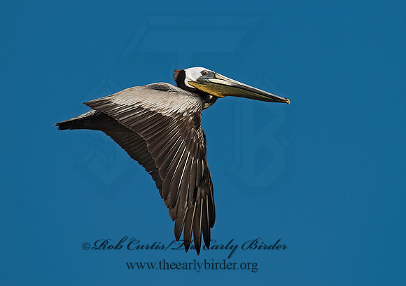 Pelecanus occidentalis  BROWN PELICAN 7003611z