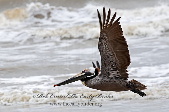 Pelecanus occidentalis  BROWN PELICAN 6038396z
