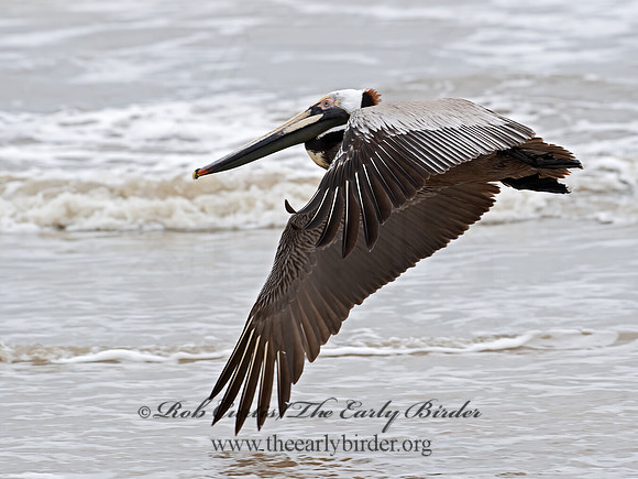 Pelecanus occidentalis  BROWN PELICAN 6038395z