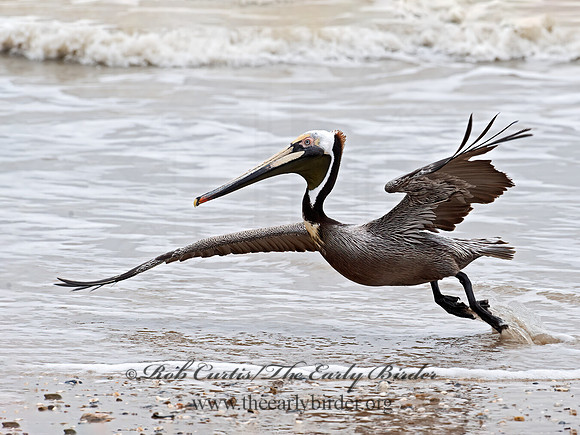 Pelecanus occidentalis  BROWN PELICAN 6038391z