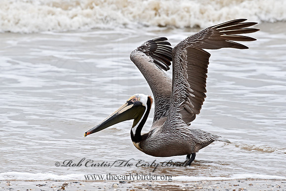Pelecanus occidentalis  BROWN PELICAN 6038389z