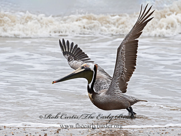 Pelecanus occidentalis  BROWN PELICAN 6038390z