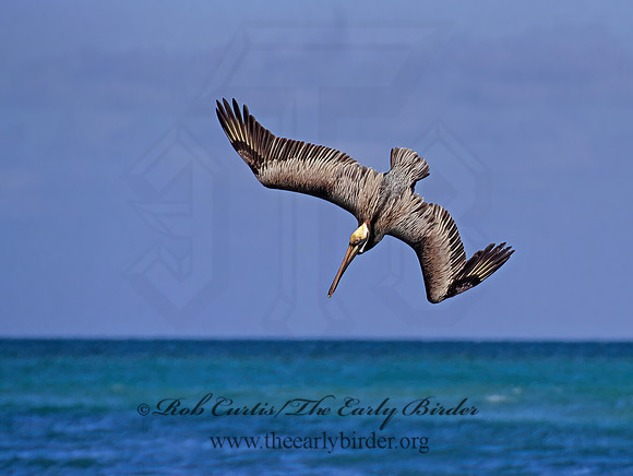 Pelecanus occidentalis  BROWN PELICAN 270126z
