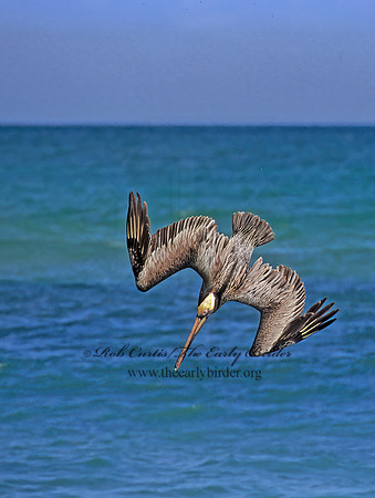 Pelecanus occidentalis  BROWN PELICAN 270125z