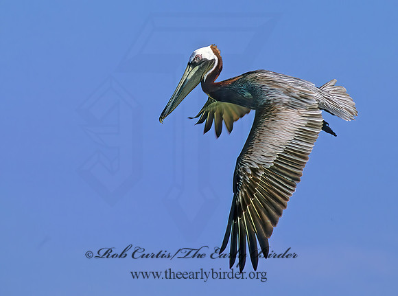 Pelecanus occidentalis  BROWN PELICAN 250301z
