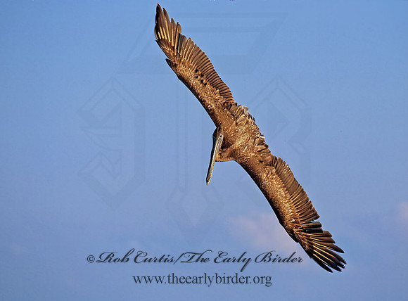 Pelecanus occidentalis  BROWN PELICAN 250418z