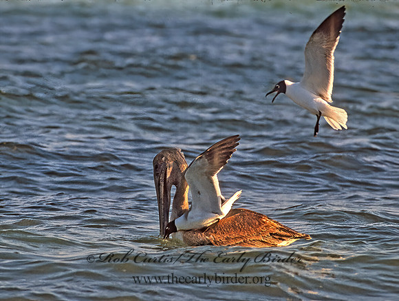 Pelecanus occidentalis  BROWN PELICAN 240407z