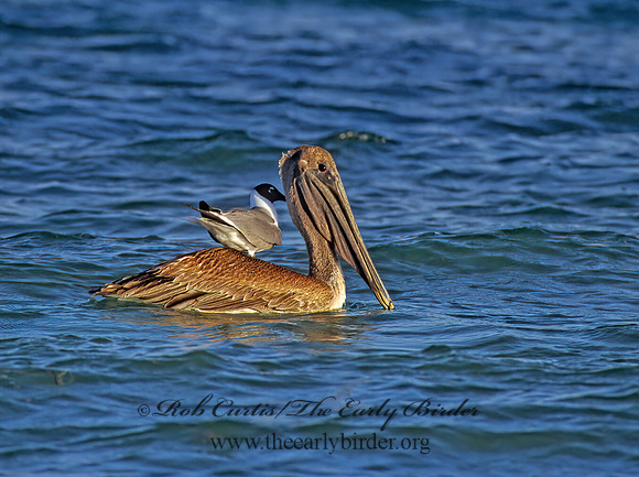 Pelecanus occidentalis  BROWN PELICAN 250420z