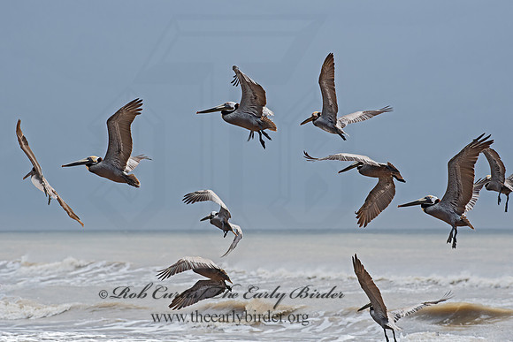 Pelecanus occidentalis  BROWN PELICAN 6038379z
