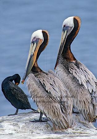 Pelecanus occidentalis  BROWN PELICAN 107404z