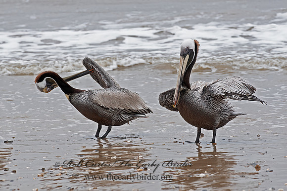 Pelecanus occidentalis  BROWN PELICAN 6038399z